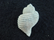 Massyla propevenusta extinct fossil Cancellariidae shell mp 1