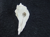 Fossil Subpterynotus cf. textilis murex muricidae st 51