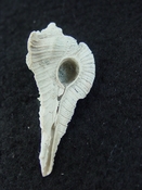 Fossil Subpterynotus cf. textilis murex muricidae st 48