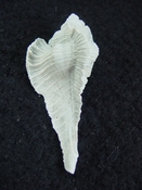 Fossil Subpterynotus cf. textilis murex muricidae st 48