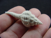 Heilprinia caloosaensis fossil shell gastropod mollusk fc 2