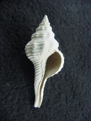 Heilprinia caloosaensis fossil shell gastropod mollusk fc 3