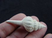 Heilprinia caloosaensis fossil shell gastropod mollusk fc 4