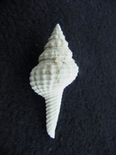 Heilprinia caloosaensis fossil shell gastropod mollusk fc 4