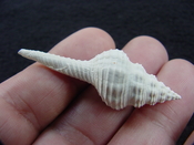 Heilprinia caloosaensis fossil shell gastropod mollusk fc 6