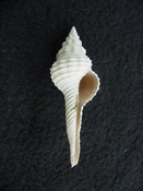 Heilprinia caloosaensis fossil shell gastropod mollusk fc 5