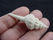 Heilprinia caloosaensis fossil shell gastropod mollusk fc 5