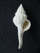 Heilprinia caloosaensis fossil shell gastropod mollusk fc 1