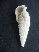 Cerithioclava caloosaense fossil shell gastropod cc 5