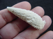 Cerithioclava caloosaense fossil shell gastropod cc 5