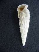 Cerithioclava caloosaense fossil shell gastropod cc 3