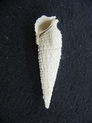 Cerithioclava caloosaense fossil shell gastropod cc 1