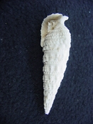 Cerithioclava caloosaense fossil shell gastropod cc 4