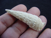 Cerithioclava caloosaense fossil shell gastropod cc 4