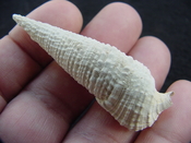 Cerithioclava caloosaense fossil shell gastropod cc 7