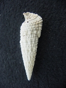 Cerithioclava caloosaense fossil shell gastropod cc 2
