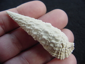 Cerithioclava caloosaense fossil shell gastropod cc 6