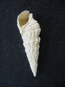 Cerithioclava caloosaense fossil shell gastropod cc 6