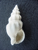 Cymatophos lindae fossil shell gastropod mollusks cl 1