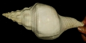 Fossil Turbinella scolymoides gastropod shell mollusk #1