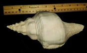 Fossil Turbinella scolymoides gastropod shell mollusk #1