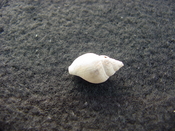 Globinassa schizopyga fossil shell Brantley pit gs 6