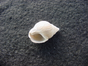 Globinassa schizopyga fossil shell Brantley pit gs 2