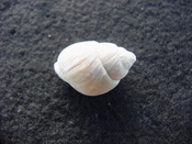 Globinassa schizopyga fossil shell Brantley pit gs 3