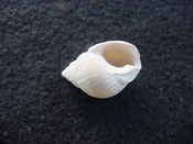 Globinassa schizopyga fossil shell Brantley pit gs 1