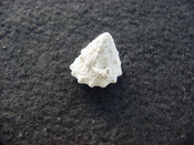 Astraea precursor fossil gastropod shell Brantley pit ap 1