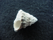 Astraea precursor fossil gastropod shell Brantley pit ap 6