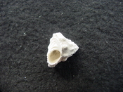 Astraea precursor fossil gastropod shell Brantley pit ap 6