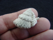 Astraea precursor fossil gastropod shell Brantley pit ap 4