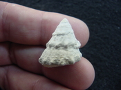 Astraea precursor fossil gastropod shell Brantley pit ap 5