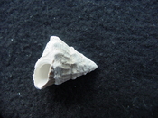 Astraea precursor fossil gastropod shell Brantley pit ap 5