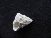 Astraea precursor fossil gastropod shell Brantley pit ap 7
