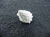 Astraea precursor fossil gastropod shell Brantley pit ap 11