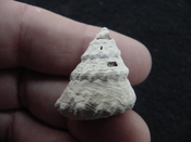 Astraea precursor fossil gastropod shell Brantley pit ap 8
