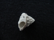 Astraea precursor fossil gastropod shell Brantley pit ap 9