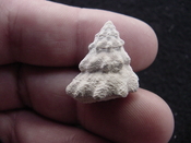 Astraea precursor fossil gastropod shell Brantley pit ap 9