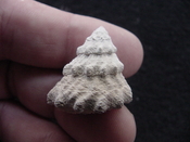 Astraea precursor fossil gastropod shell Brantley pit ap 10