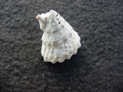 Astraea precursor fossil gastropod shell Brantley pit ap 10