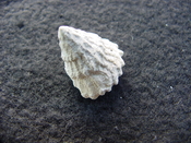 Astraea precursor fossil gastropod shell Brantley pit ap 13