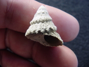 Astraea precursor fossil gastropod shell Brantley pit ap 13