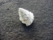 Astraea precursor fossil gastropod shell Brantley pit ap 14