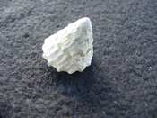 Astraea precursor fossil gastropod shell Brantley pit ap 15