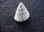 Astraea precursor fossil gastropod shell Brantley pit ap 15
