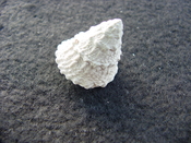 Astraea precursor fossil gastropod shell Brantley pit ap 3