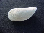 Brachidontes venustus whole fossil bivalve shell be 1