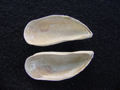Brachidontes venustus whole fossil bivalve shell be 1